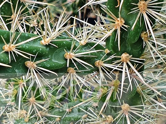 Cylindropuntia imbricata