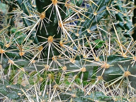 Cylindropuntia imbricata