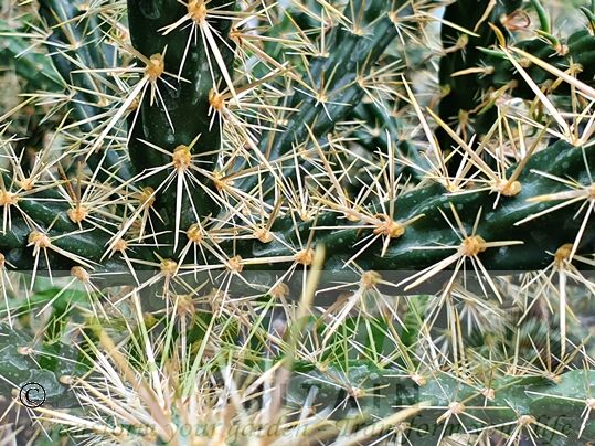 Cylindropuntia imbricata