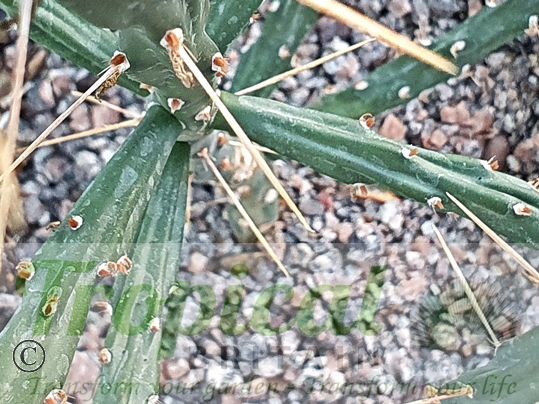 Cylindropuntia kleiniae