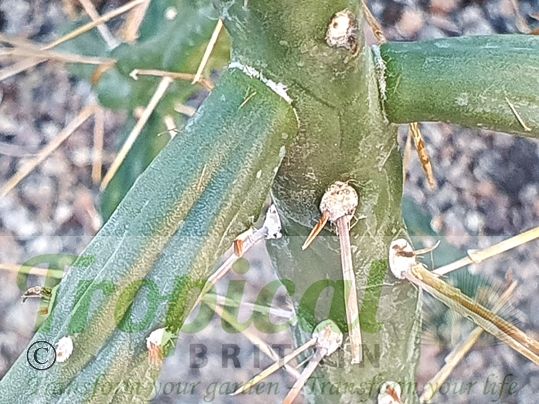 Cylindropuntia kleiniae