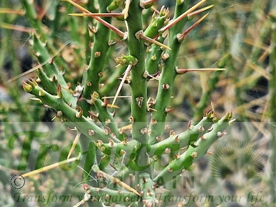 Cylindropuntia leptocaulis