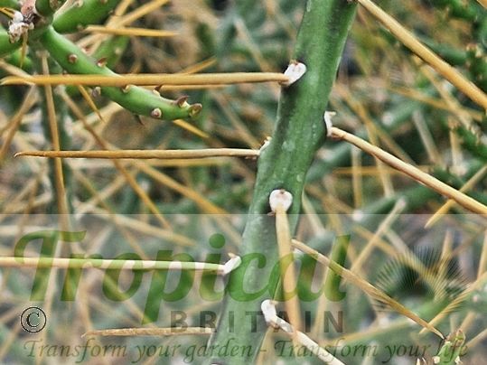 Cylindropuntia leptocaulis