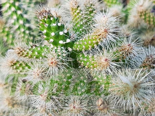 Cylindropuntia spinosior