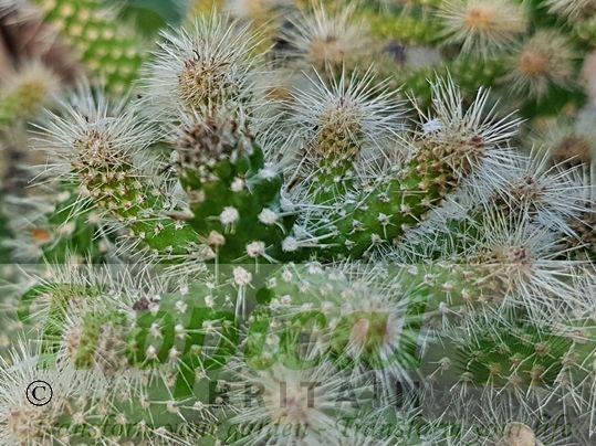 Cylindropuntia spinosior