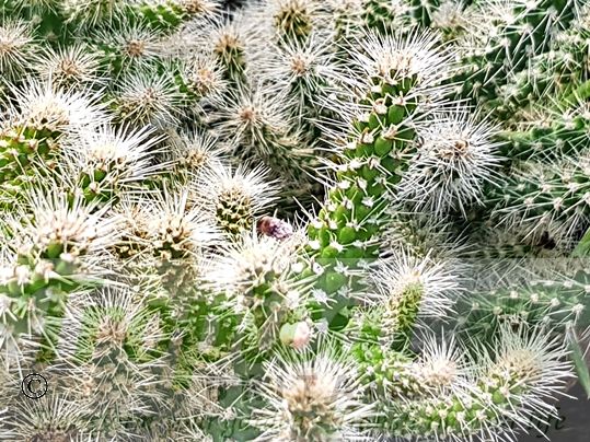 Cylindropuntia spinosior