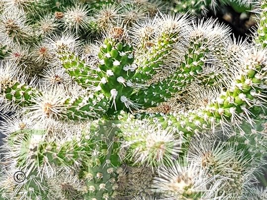 Cylindropuntia spinosior