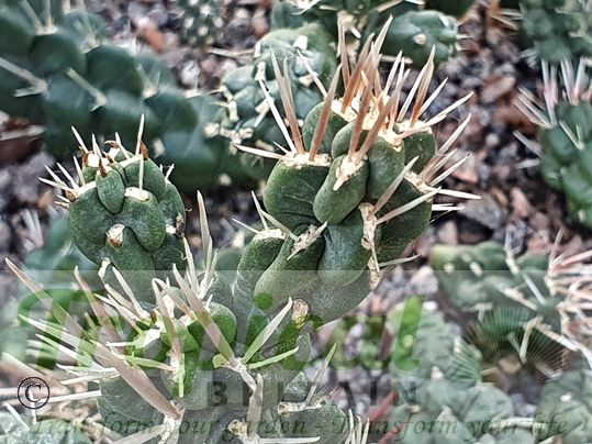 Cylindropuntia tunicata