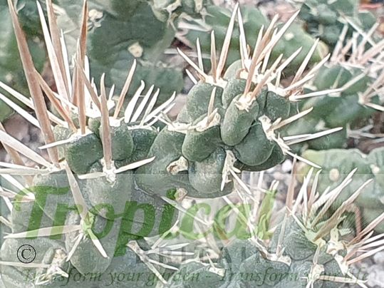 Cylindropuntia tunicata