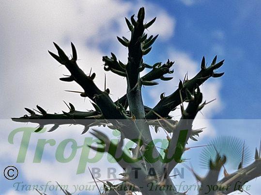 Cylindropuntia × viridiflora