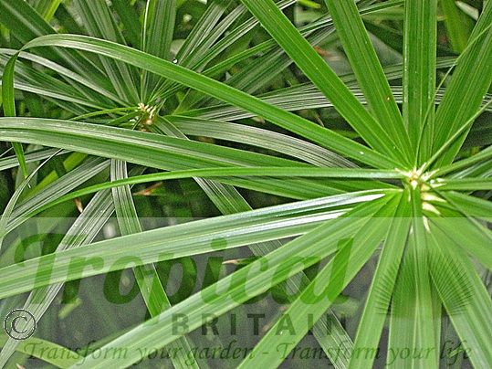 Cyperus involucratus