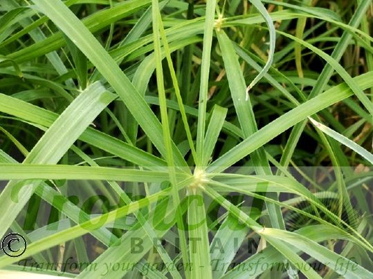 Cyperus involucratus