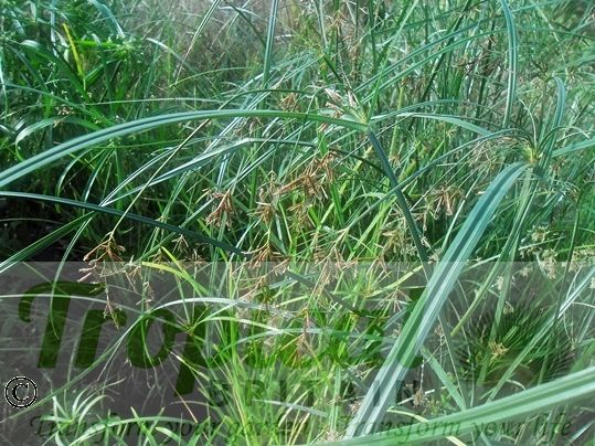 Cyperus longus