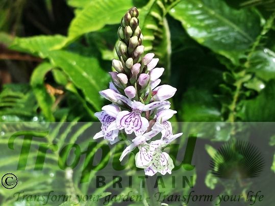 Dactylorhiza fuchsii