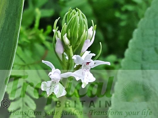 Dactylorhiza fuchsii