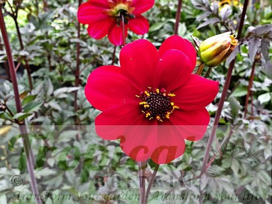 Dahlia 'Bishop of Auckland'