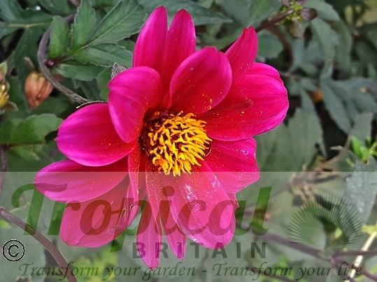 Dahlia 'Bishop of Canterbury'