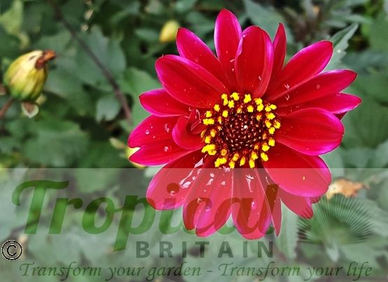 Dahlia 'Bishop of Canterbury'
