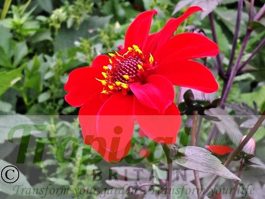 Dahlia 'Bishop of Llandaff'