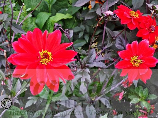 Dahlia 'Bishop of Llandaff'