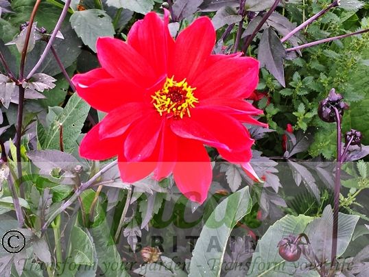 Dahlia 'Bishop of Llandaff'