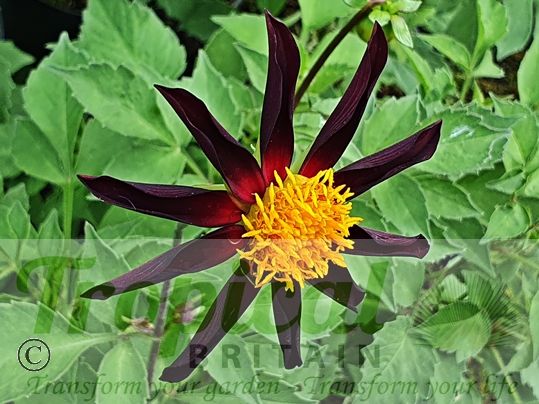 Dahlia 'Verrone's Obsidian'