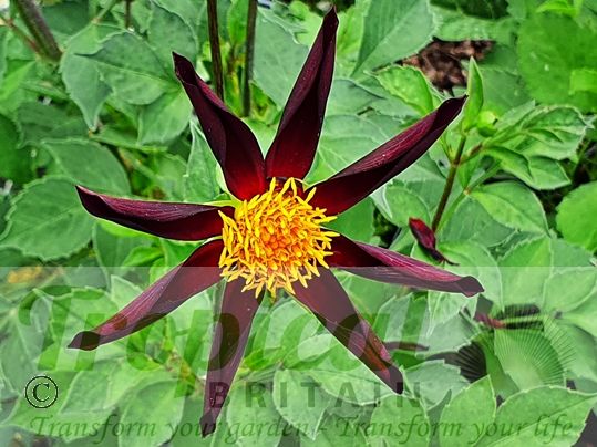 Dahlia 'Verrone's Obsidian'