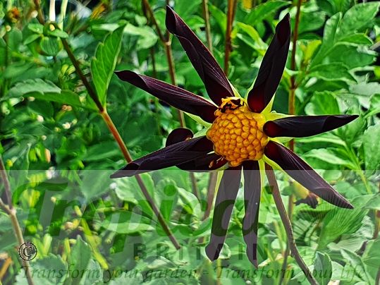 Dahlia 'Verrone's Obsidian'