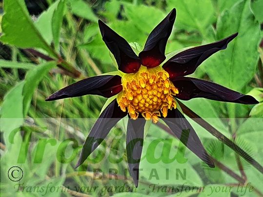 Dahlia 'Verrone's Obsidian'