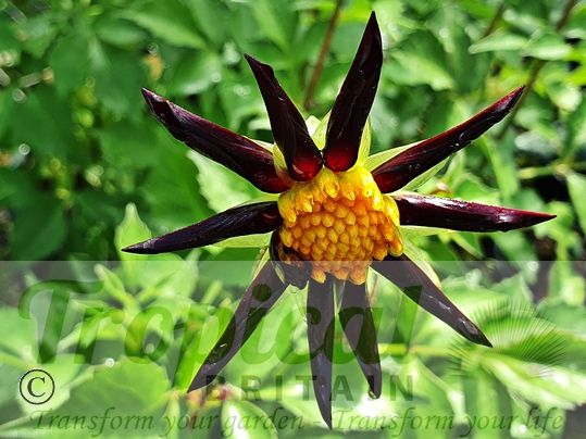 Dahlia 'Verrone's Obsidian'