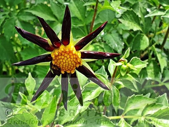 Dahlia 'Verrone's Obsidian'