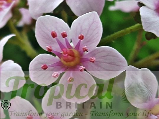 Darmera peltata