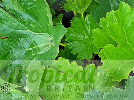 Darmera peltata - new leaves in the Spring