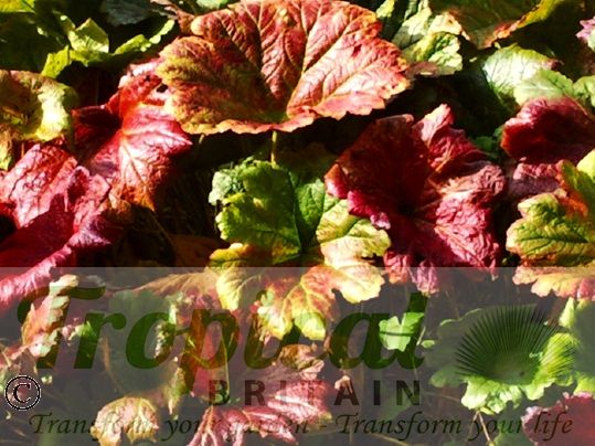 Darmera peltata - leaf colouration in the Autumn