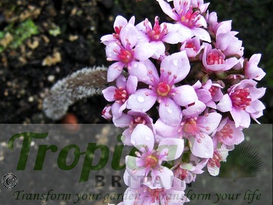 Darmera peltata - the flowers arise from the bare soil in Spring