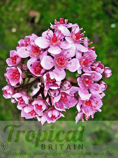 Darmera peltata - flowers