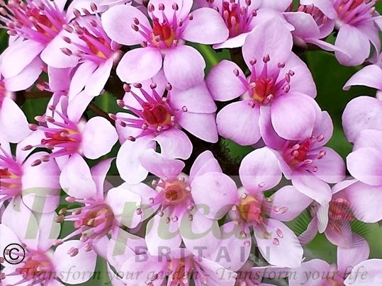 Darmera peltata