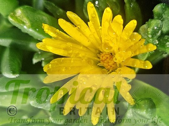 Delosperma congestum