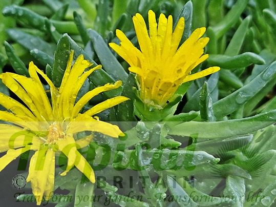 Delosperma congestum