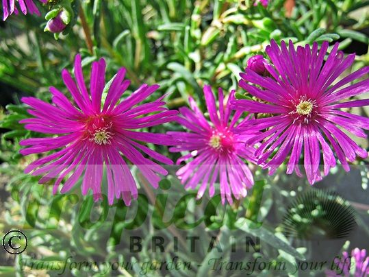 Delosperma cooperi