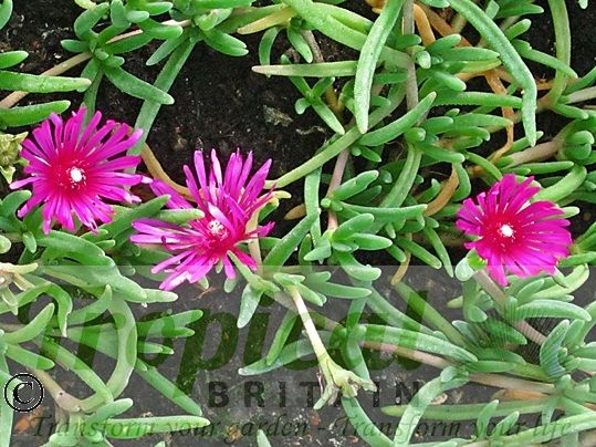 Delosperma cooperi