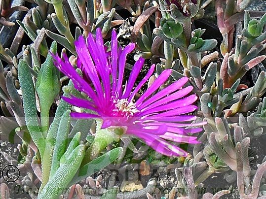 Delosperma cooperi