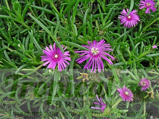 Delosperma cooperi