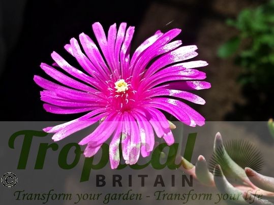 Delosperma cooperi﻿