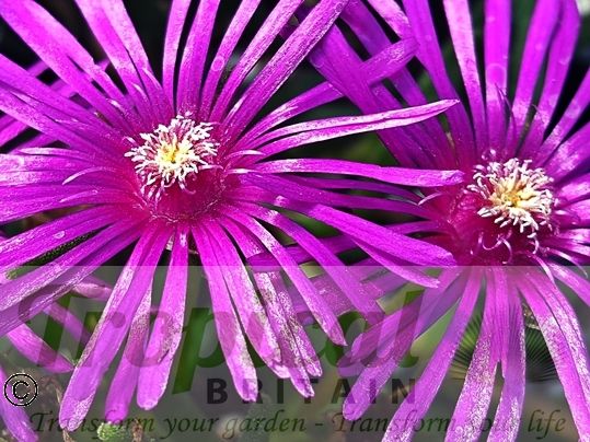 Delosperma cooperi﻿