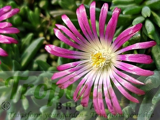 Delosperma dyeri - the flowers on this plant have a more magenta tone