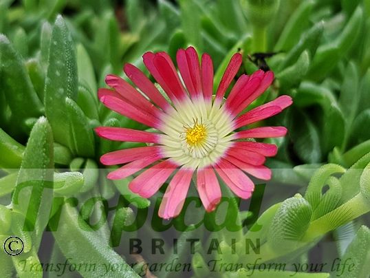 Delosperma dyeri