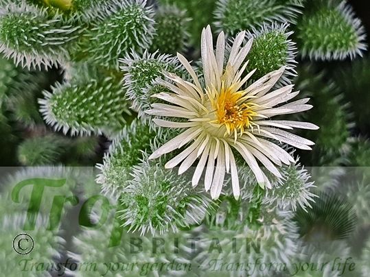 Delosperma echinatum
