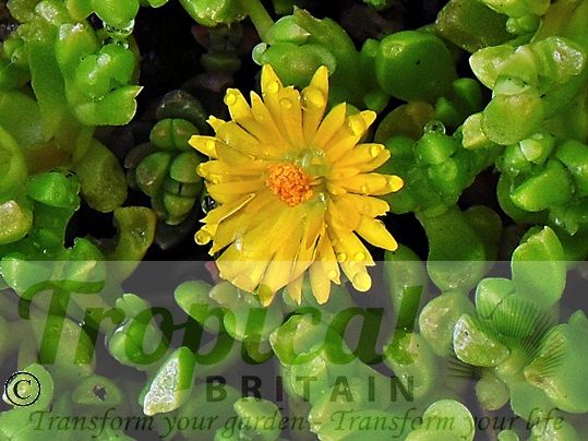 Delosperma nubigenum