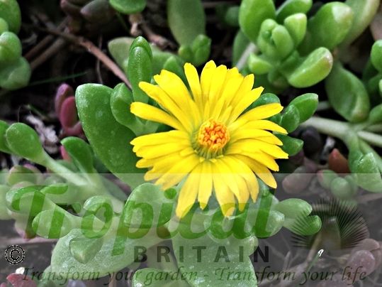 Delosperma nubigenum